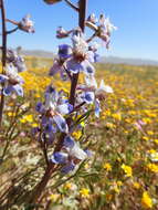 Image of Byron larkspur