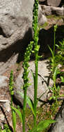 Image of purple-petal bog orchid