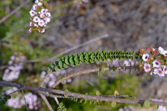 Image of Scholtzia uberiflora F. Müll.