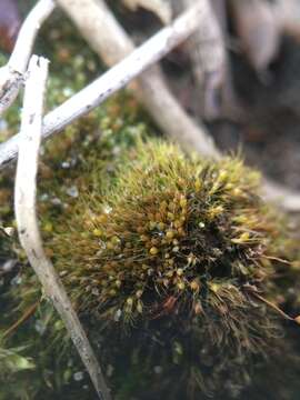 Image of pleuridium moss