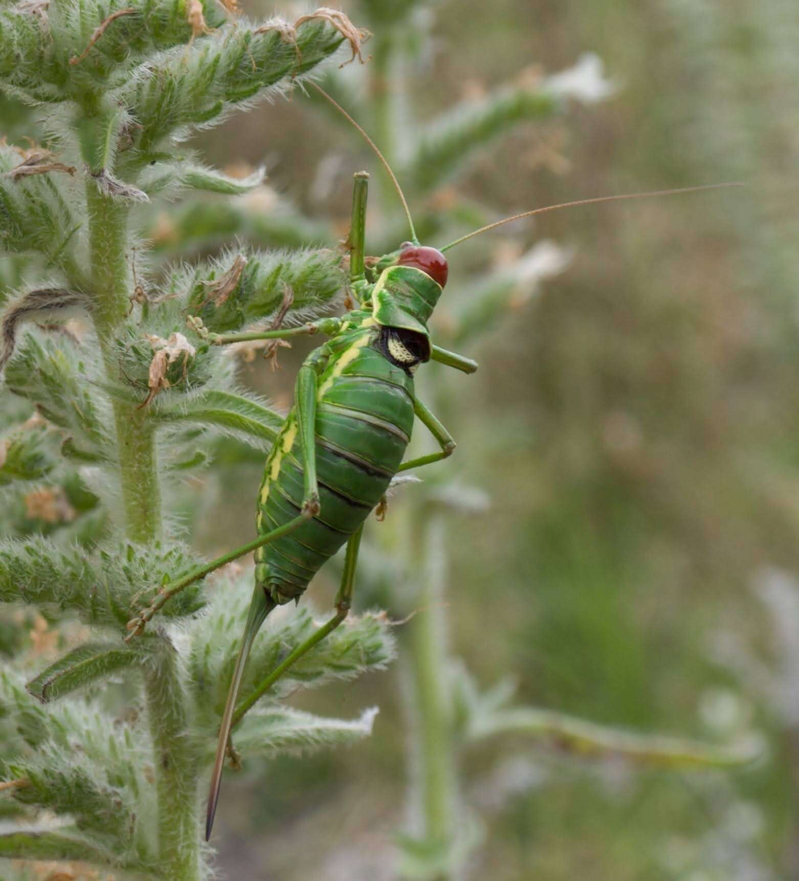 Image of saddle-backed bushcricket