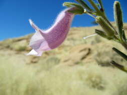 Image of Sesamum rigidum subsp. merenskyanum Ihlenf. & Seidenst.