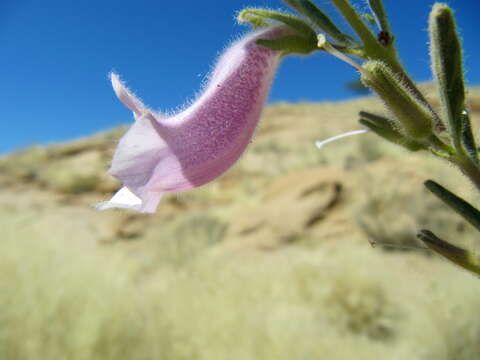 Image of Sesamum rigidum Peyr.