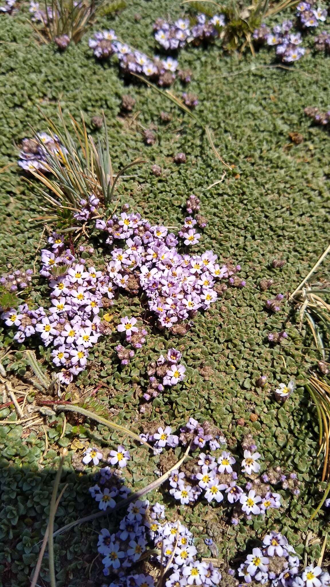 Image of Junellia micrantha (Phil.) Moldenke