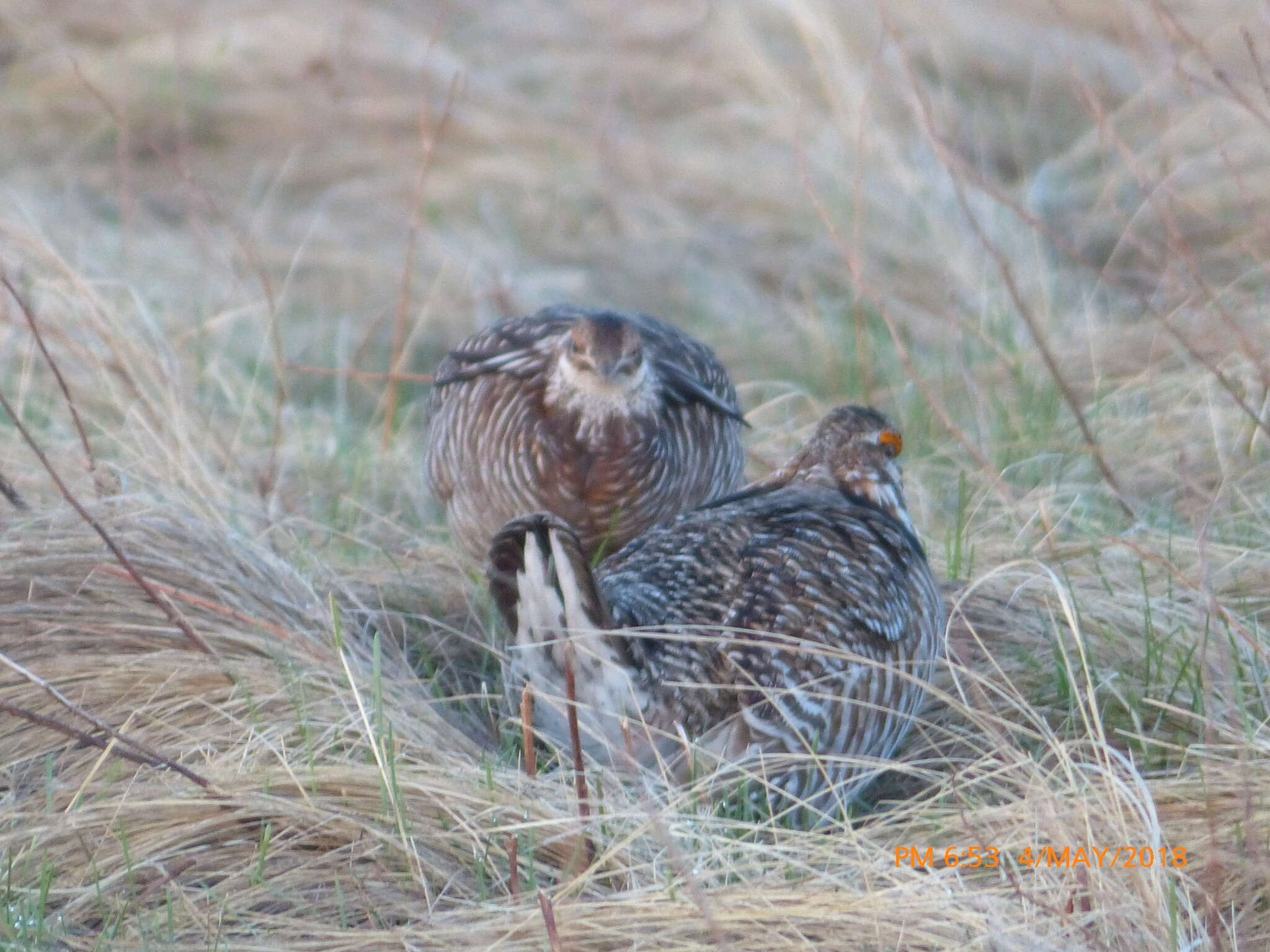 Image of prairie-chickens:  greater prairie-chicken; lesser prairie-chicken