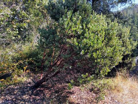 Image of Del Norte manzanita