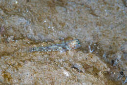 Sivun Fusigobius duospilus Hoese & Reader 1985 kuva