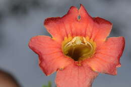 Image of Tecoma tenuiflora (A. DC.) Fabris