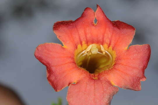 Image de Tecoma tenuiflora (A. DC.) Fabris