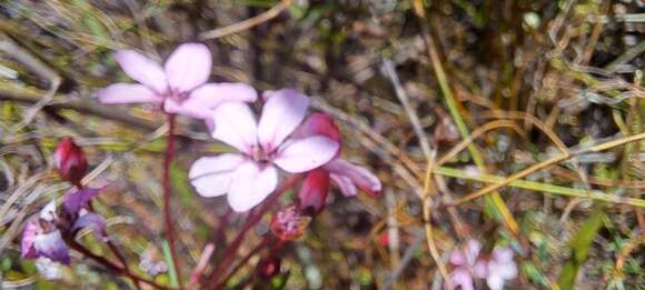 Image of Adenandra marginata subsp. marginata