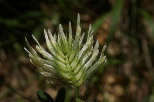 Image of Trifolium caucasicum Tausch