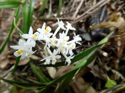 Image of Earina autumnalis (G. Forst.) Hook. fil.