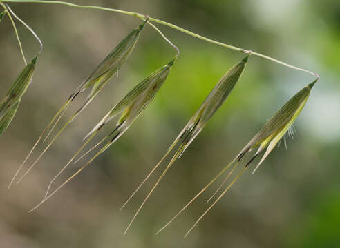 Image of wild oat