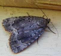 Image of Copper Underwing