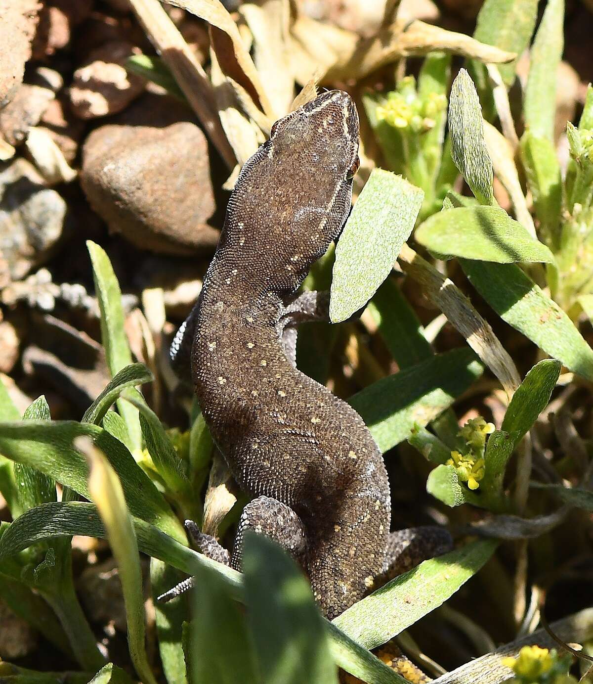 Image of Saurodactylus brosseti (Bons & Pasteur 1957)