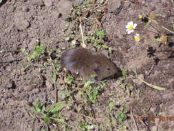 Image of Mexican vole