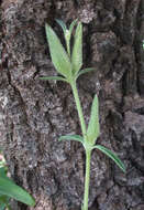 Image of Barleria pretoriensis C. B. Cl.