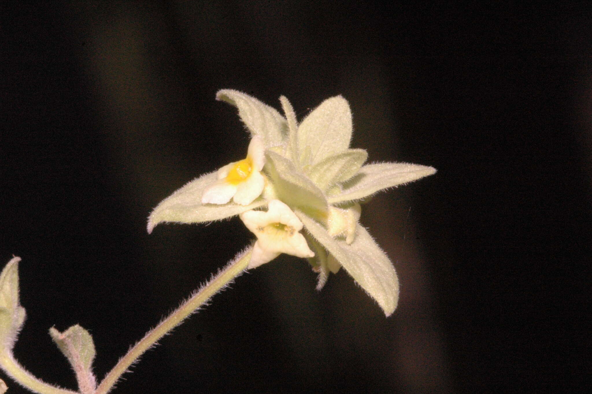 Image of Lippia mexicana G. L. Nesom