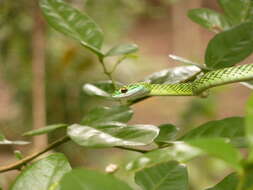 Image of Leptophis ahaetulla nigromarginatus (Günther 1866)