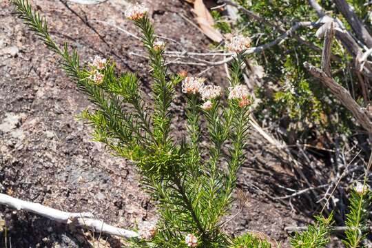 Image of Grevillea acerata Mc Gill.