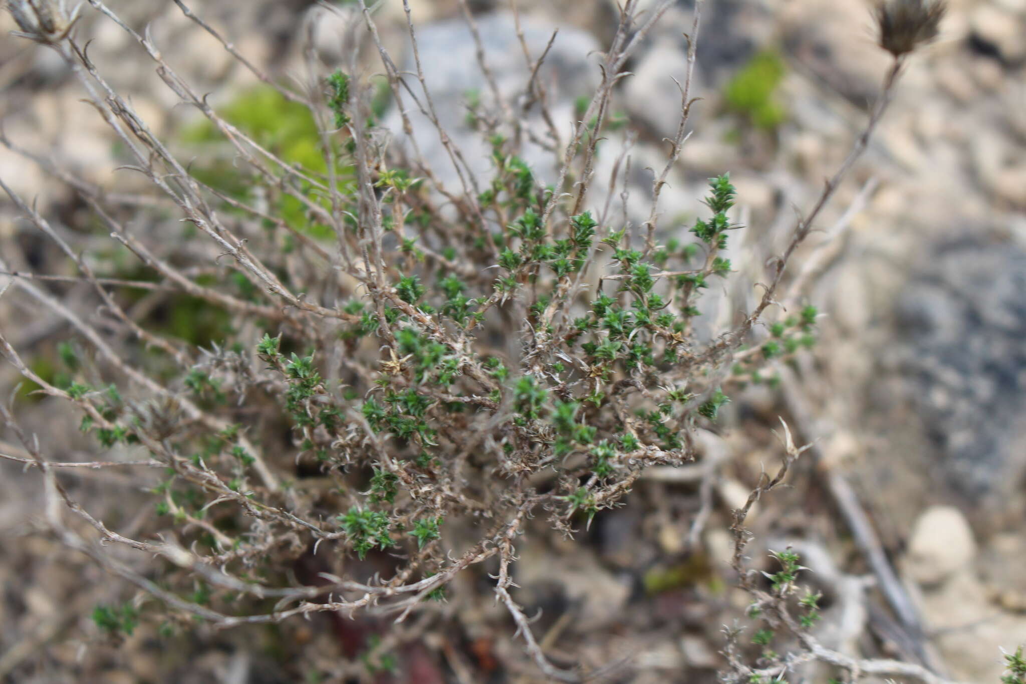 Слика од Arenaria aggregata (L.) Loisel.