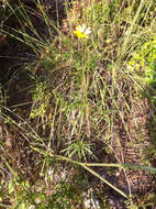 Image of swamp sunflower