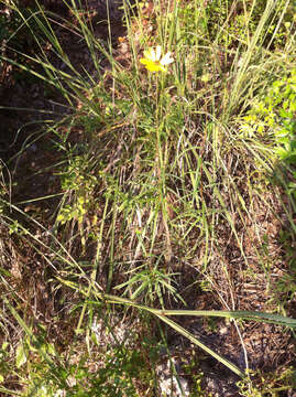 Image of swamp sunflower