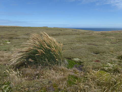 Image of Poa alopecurus (Gaudich. ex Mirb.) Kunth