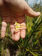 Image of Cyrtanthus ochroleucus (Herb.) Burch. ex Steud.