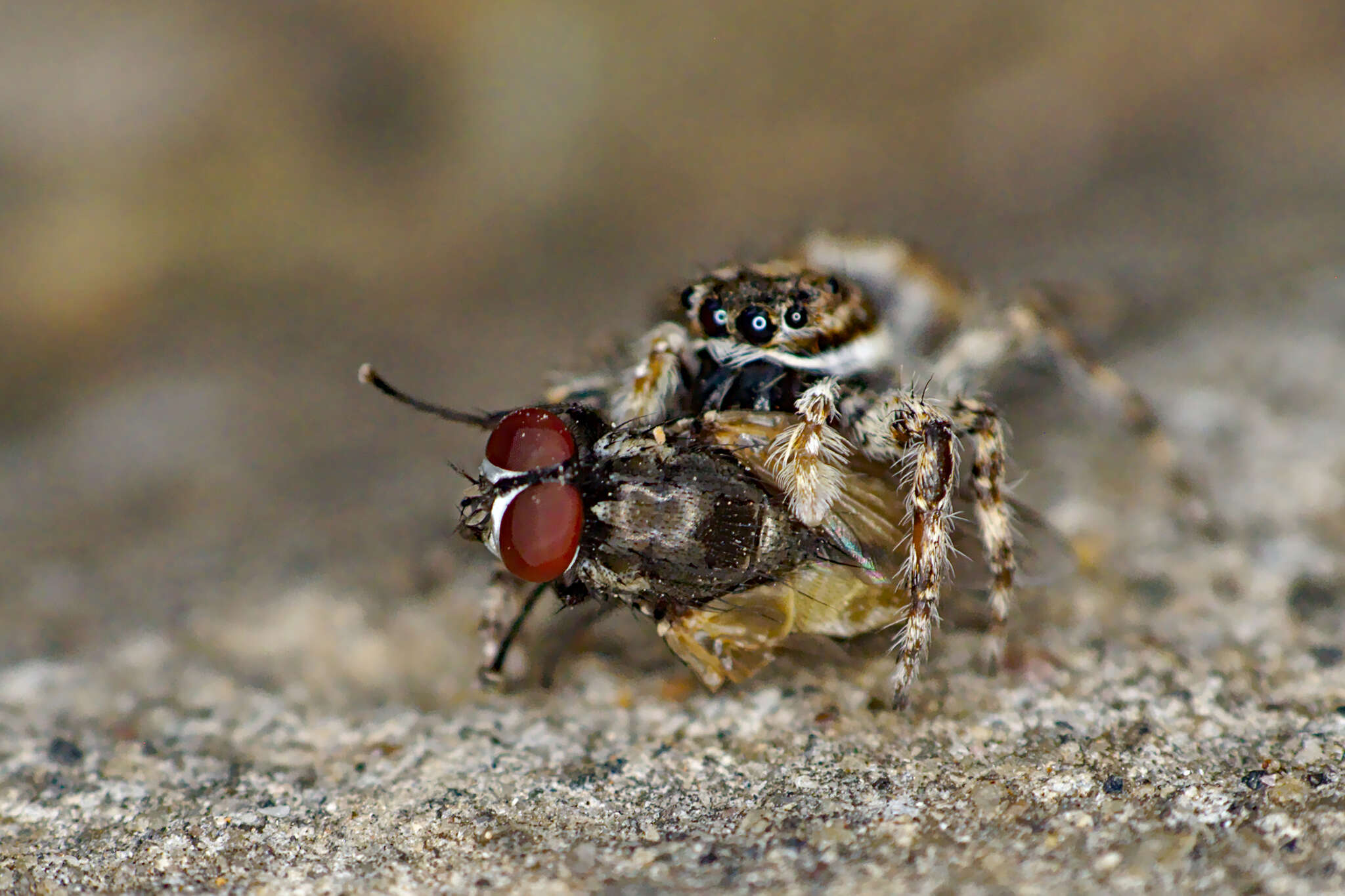 Imagem de Menemerus fulvus (L. Koch 1878)