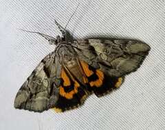 Image of Wonderful Underwing