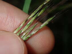 Image of Bothriochloa macra (Steud.) S. T. Blake