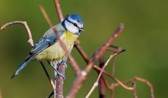 Image of Cyanistes caeruleus ogliastrae (Hartert 1905)