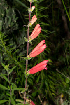 Image of Lamourouxia rhinanthifolia Kunth