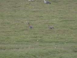 Image of Ashy-headed Goose