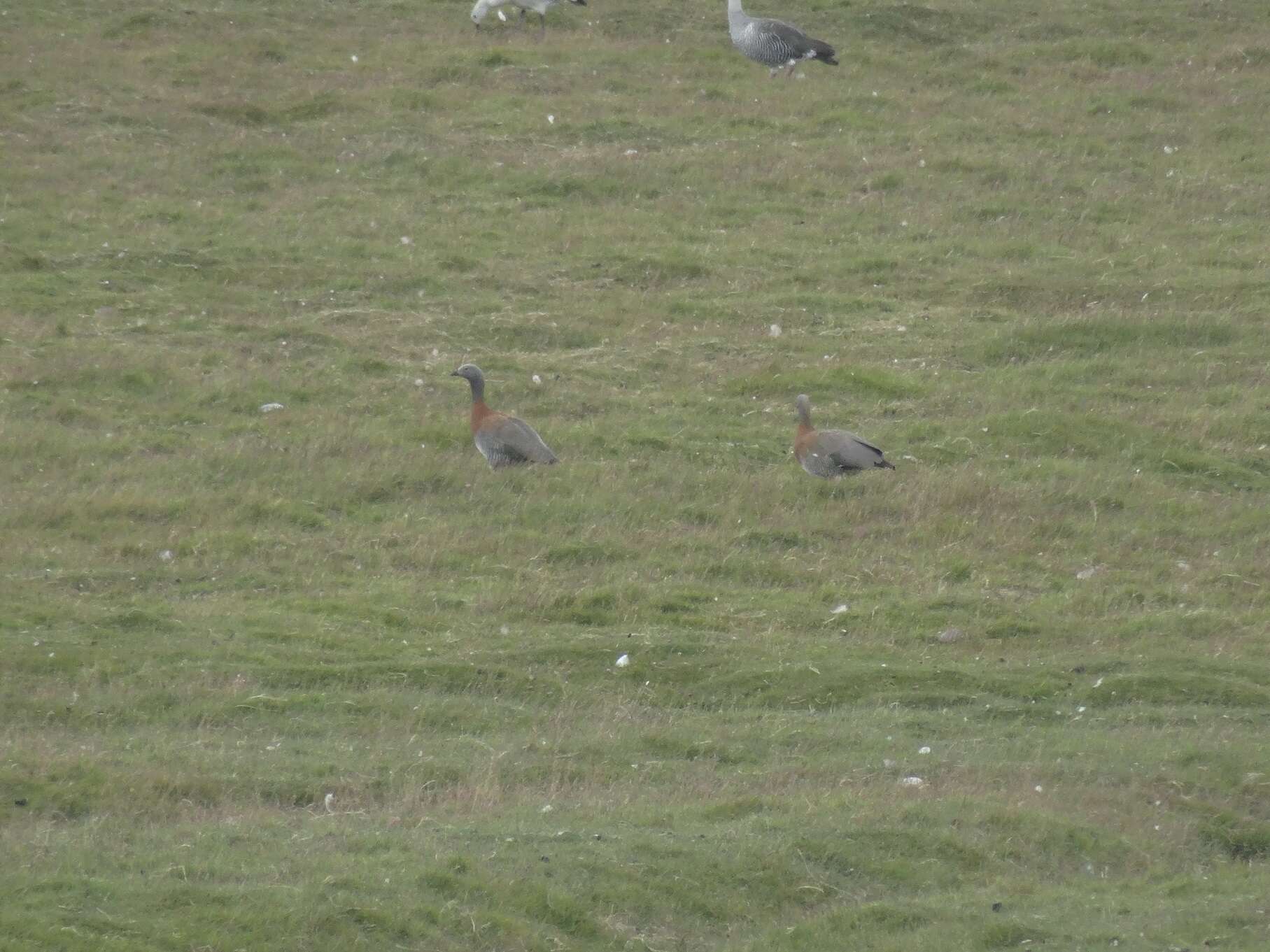 Image of Ashy-headed Goose