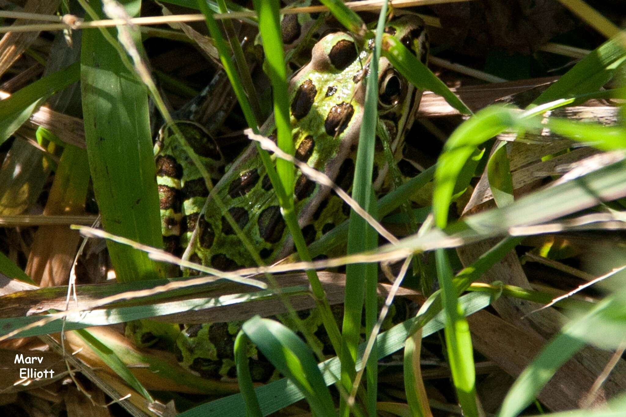 Image of Northern Leopard Frog