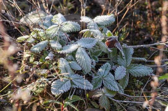 Image of Potentilla nivea var. elongata Wolf