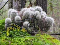 صورة Mammillaria senilis Lodd. ex Salm-Dyck