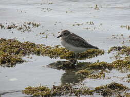 Charadrius obscurus aquilonius Dowding 1994 resmi