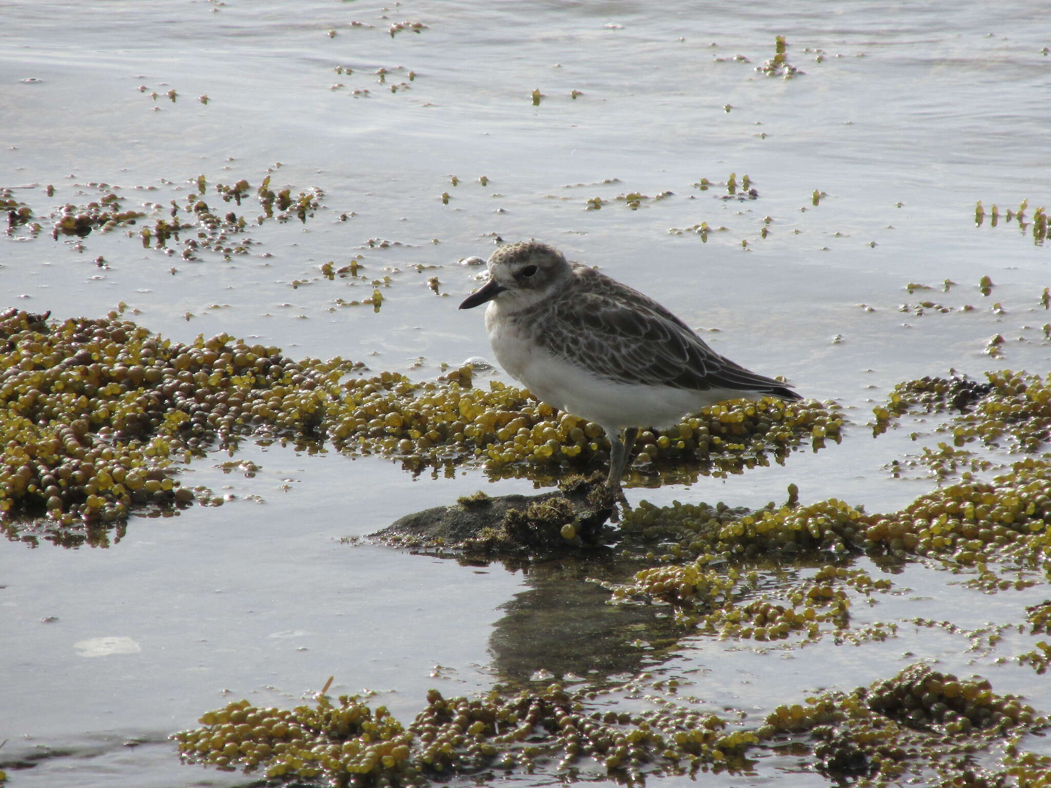 Charadrius obscurus aquilonius Dowding 1994 resmi