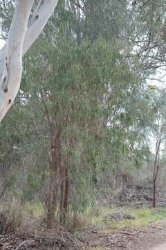 Image of Eremophila longifolia (R. Br.) F. Muell.