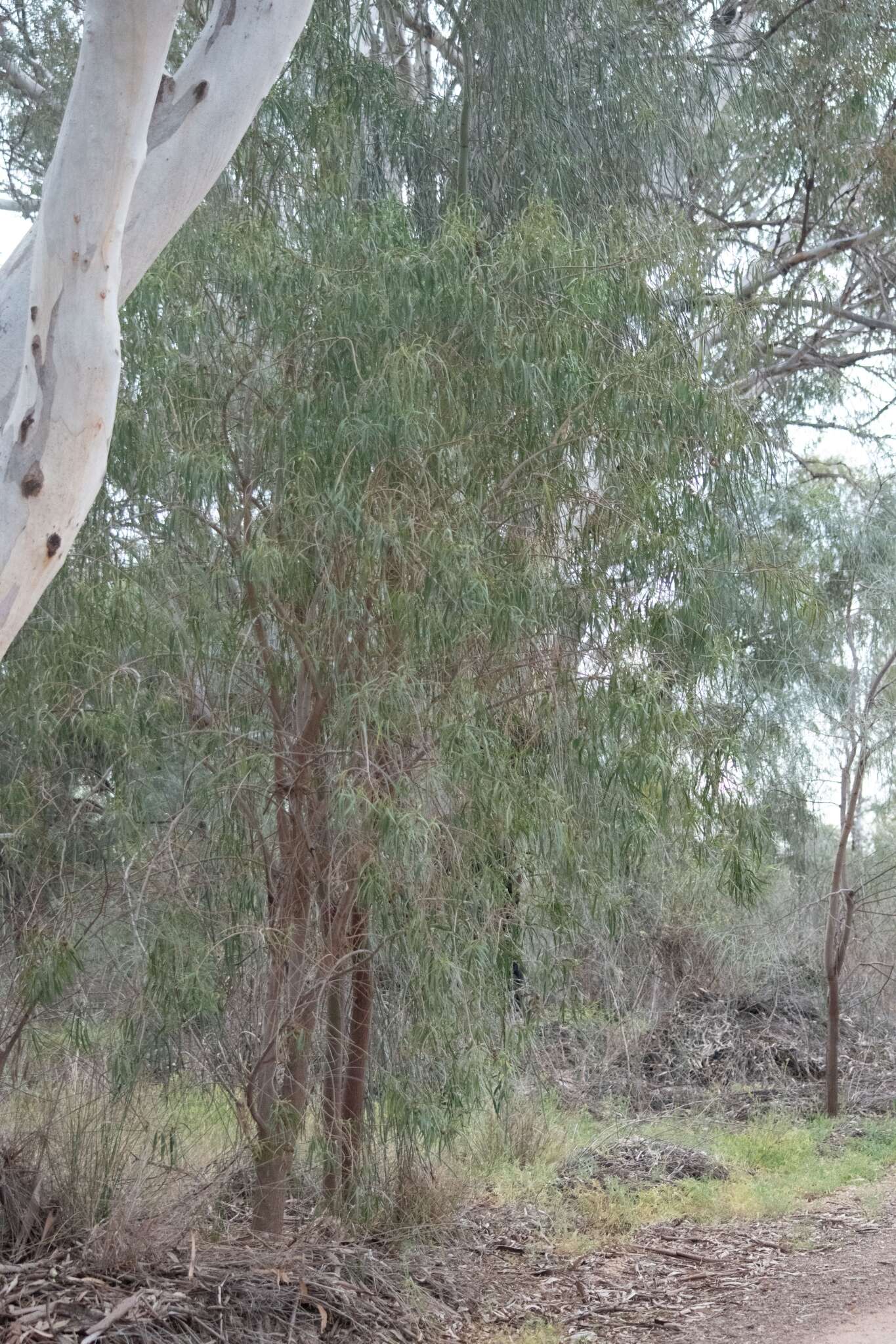 Image de Eremophila longifolia (R. Br.) F. Muell.