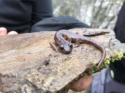 Image of Limestone Salamander