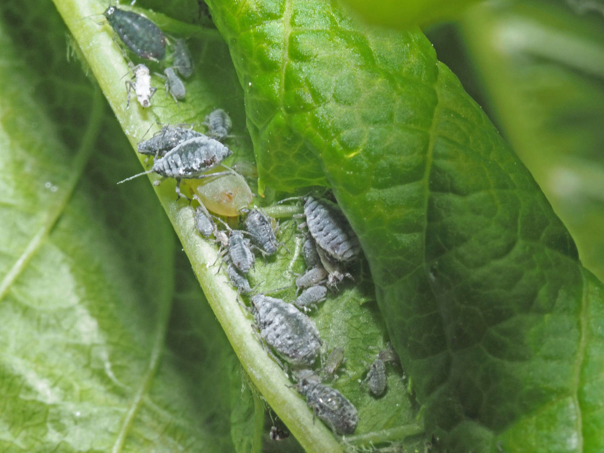 Imagem de Rhopalosiphum padi (Linnaeus 1758)