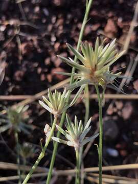 Ptilotus fusiformis (R. Br.) Poir.的圖片