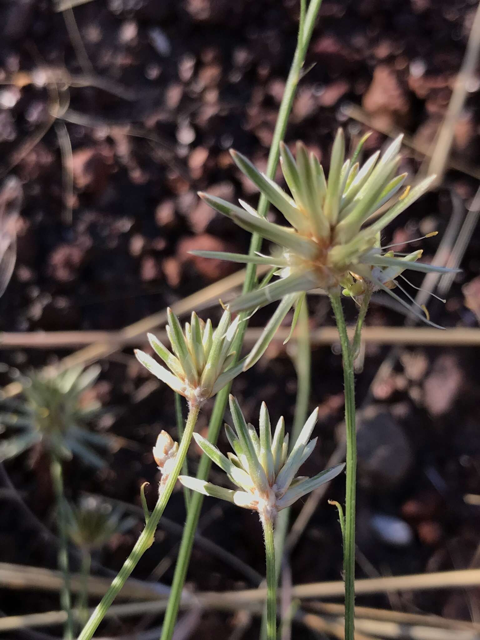 Image of Ptilotus fusiformis (R. Br.) Poir.