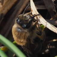 Image of Colletes cunicularius (Linnaeus 1761)