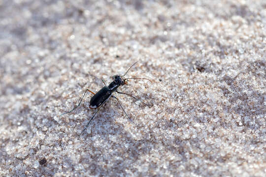 Image of Cicindela (Cicindelidia) scabrosa Schaupp 1884