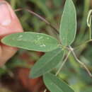 Image of Galactia tenuiflora var. lucida Baker